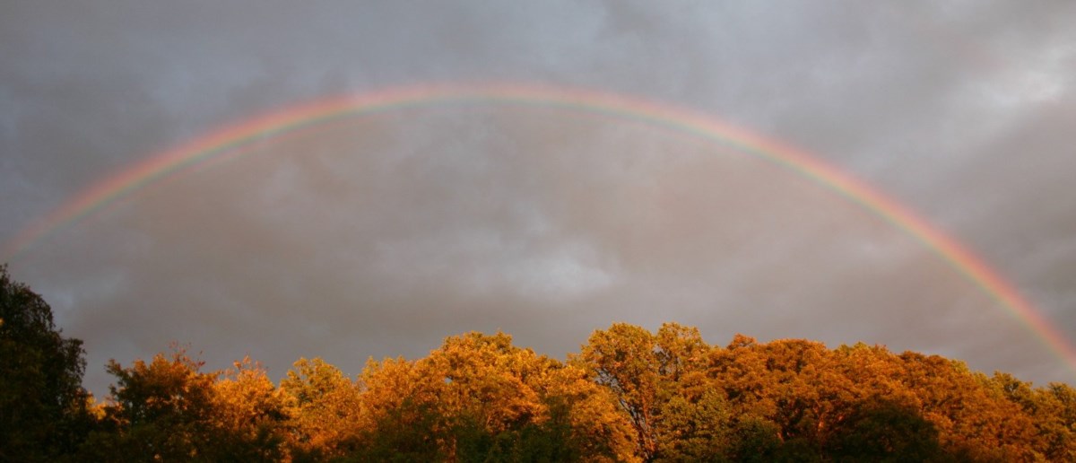 Rainbow over the trees after a storm
